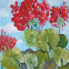 Geraniums